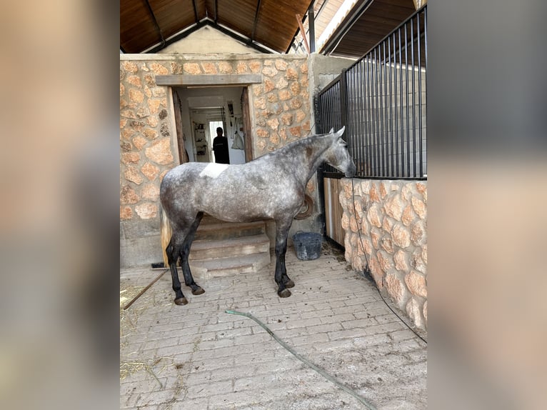 PRE Yegua 3 años 163 cm Tordo in Jaen