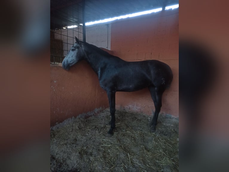 PRE Yegua 3 años 163 cm Tordo rodado in Pedralba