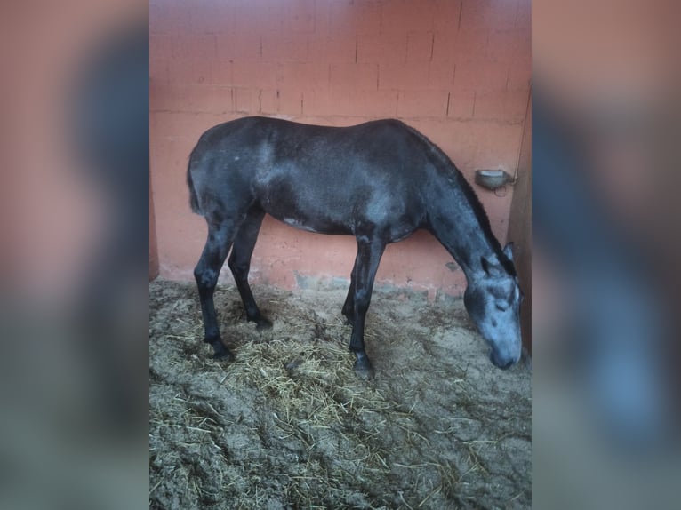 PRE Yegua 3 años 163 cm Tordo rodado in Pedralba