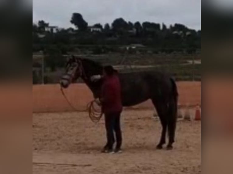 PRE Yegua 3 años 163 cm Tordo rodado in Pedralba