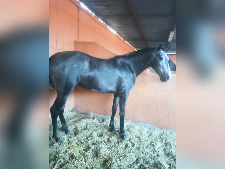PRE Yegua 3 años 163 cm Tordo rodado in Pedralba