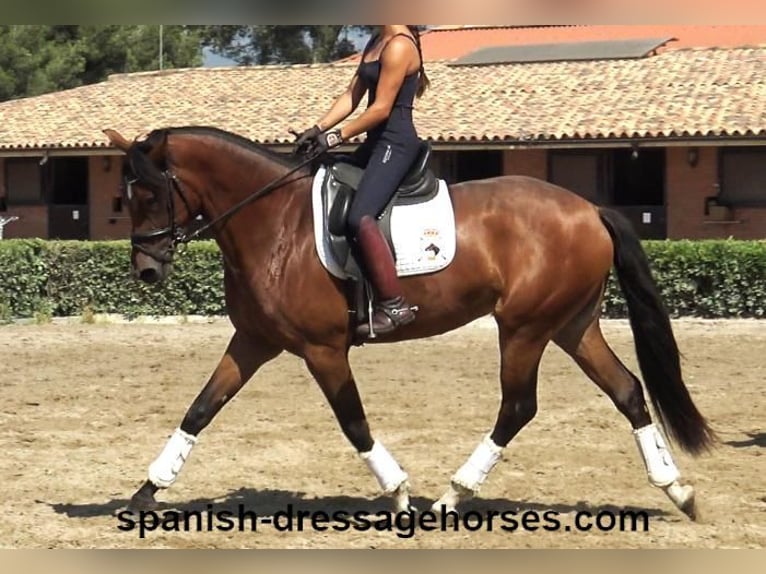 PRE Mestizo Yegua 3 años 164 cm Castaño in Barcelona