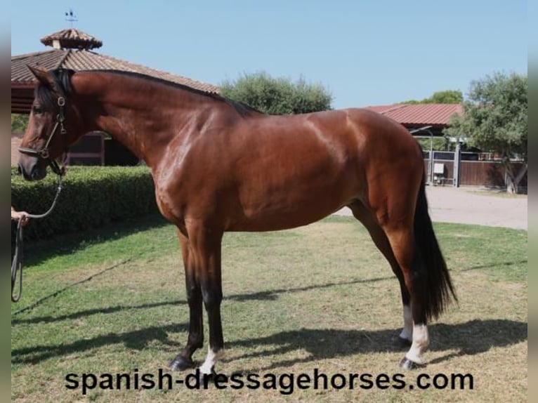 PRE Mestizo Yegua 3 años 164 cm Castaño in Barcelona