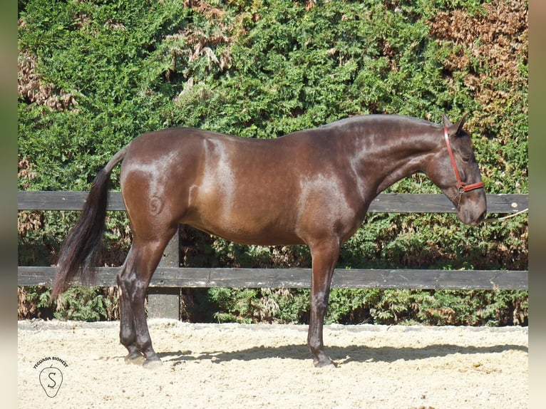 PRE Mestizo Yegua 3 años 165 cm Negro in Almonte