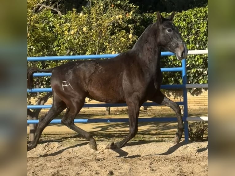 PRE Yegua 3 años 165 cm Tordo in Fuentes De Andalucia