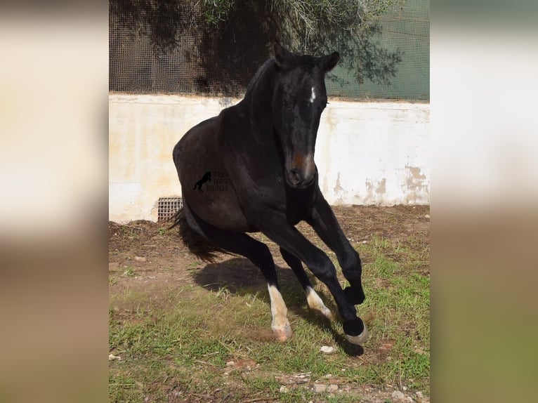 PRE Yegua 3 años 165 cm Tordo in Menorca