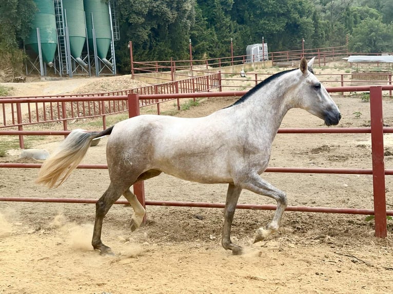 PRE Mestizo Yegua 3 años 167 cm Tordo in Galaroza (Huelva)