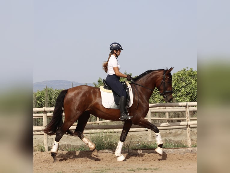 PRE Yegua 3 años 168 cm Castaño in Turis, Valencia