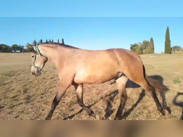 PRE Yegua 3 años 168 cm Tordo picazo in Estepa