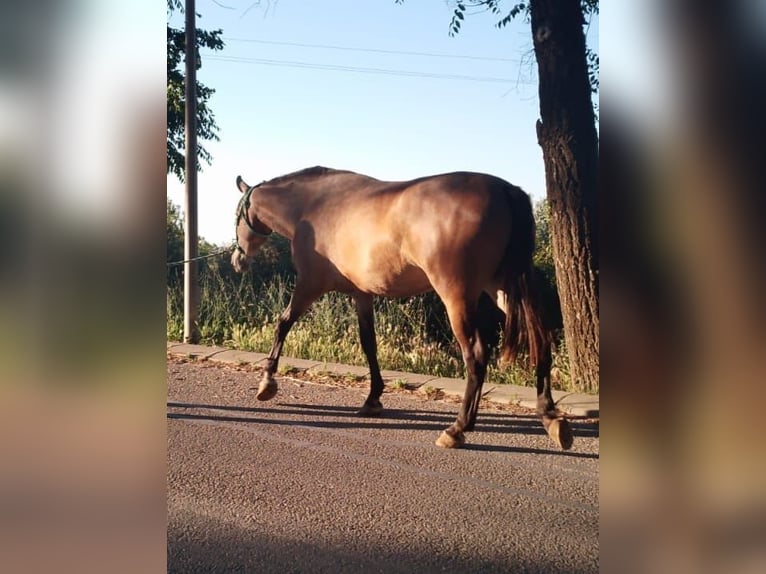 PRE Yegua 3 años 168 cm Tordo picazo in Estepa