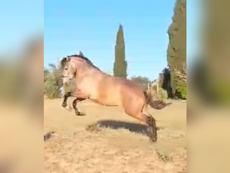 PRE Yegua 3 años 168 cm Tordo picazo in Estepa