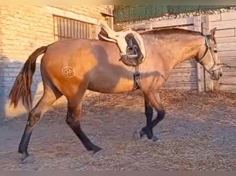 PRE Yegua 3 años 168 cm Tordo picazo in Estepa