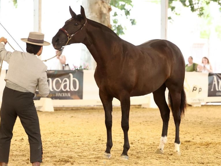 PRE Mestizo Yegua 3 años 170 cm Negro in Navas Del Madroño