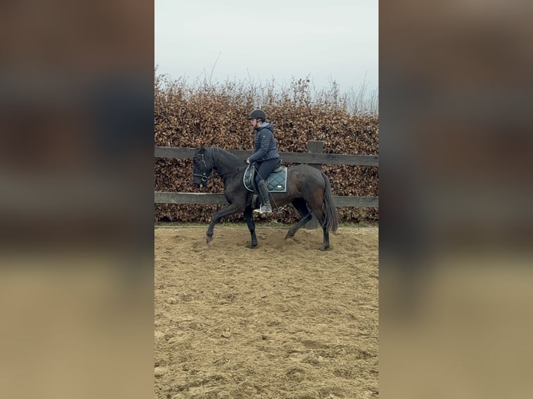 PRE Mestizo Yegua 4 años 153 cm Negro in Daleiden