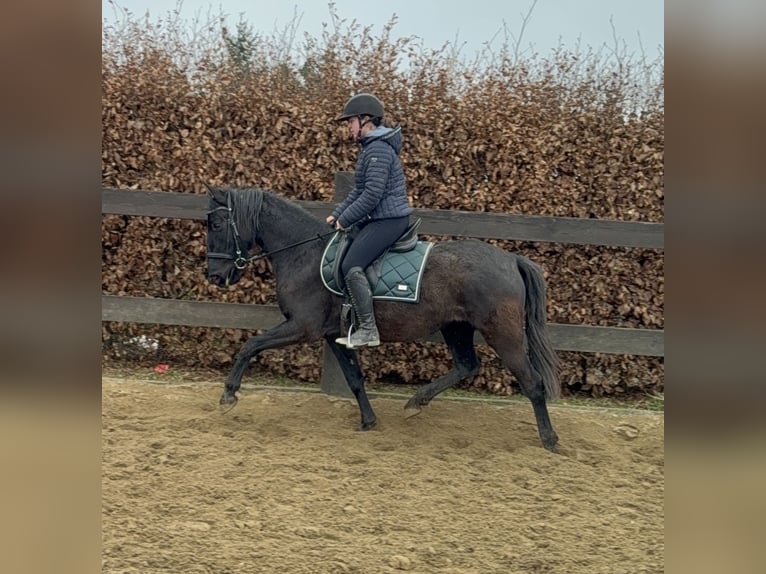 PRE Mestizo Yegua 4 años 153 cm Negro in Daleiden