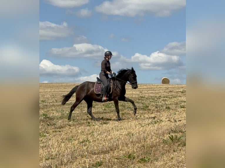 PRE Mestizo Yegua 4 años 153 cm Negro in Daleiden