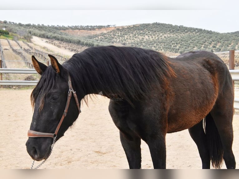 PRE Mestizo Yegua 4 años 153 cm Negro in Miralvalles