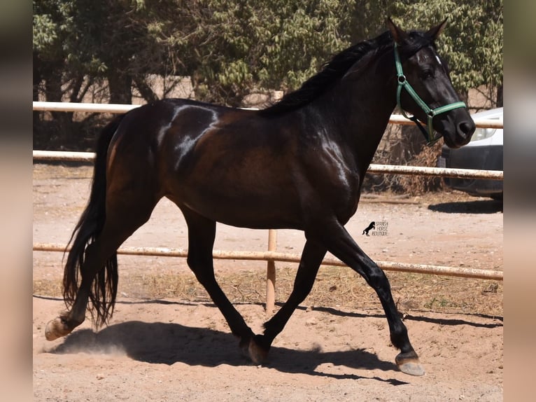 PRE Yegua 4 años 153 cm Negro in Mallorca