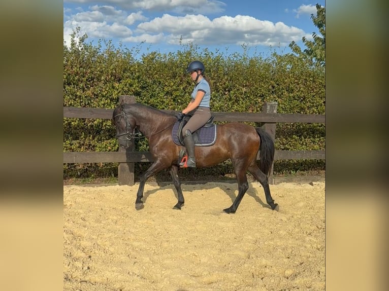 PRE Yegua 4 años 155 cm Negro in Daleiden