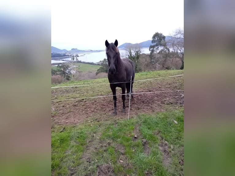 PRE Mestizo Yegua 4 años 155 cm Negro in Colindres