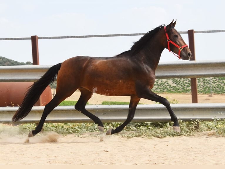 PRE Yegua 4 años 156 cm Castaño in Provinz Cordoba
