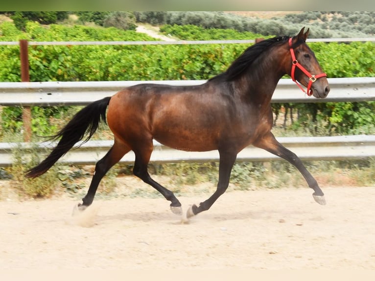 PRE Yegua 4 años 156 cm Castaño in Provinz Cordoba