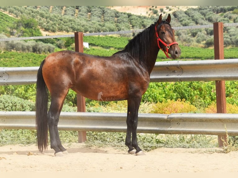 PRE Yegua 4 años 156 cm Castaño in Provinz Cordoba