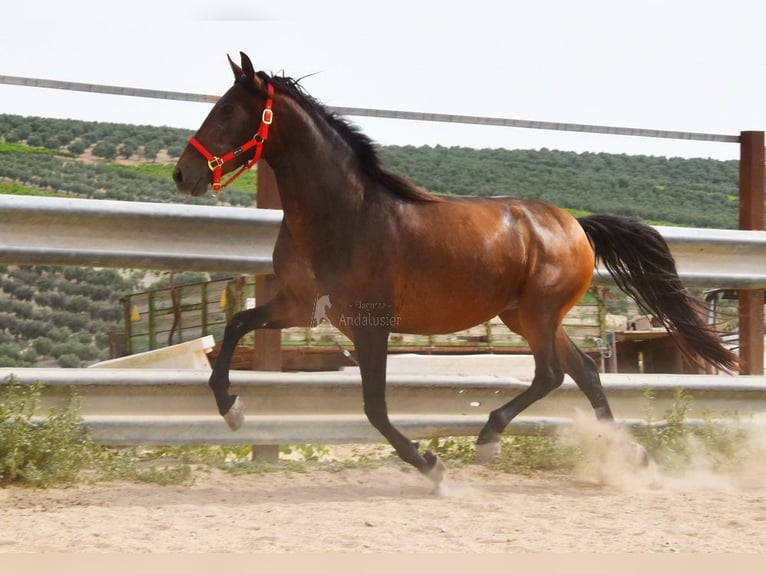 PRE Yegua 4 años 156 cm Castaño in Provinz Cordoba