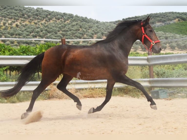 PRE Yegua 4 años 156 cm Castaño in Provinz Cordoba