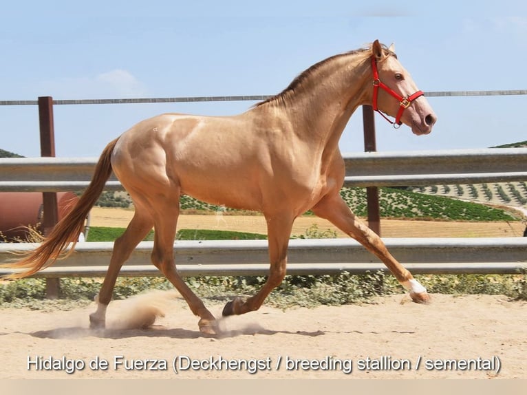 PRE Yegua 4 años 156 cm Castaño in Provinz Cordoba