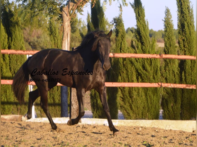 PRE Mestizo Yegua 4 años 156 cm Negro in Vejer de la Frontera