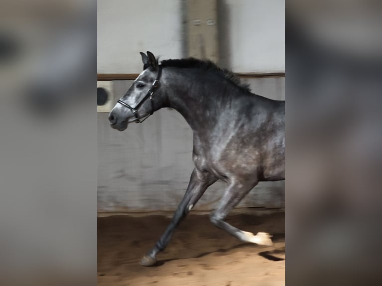 PRE Mestizo Yegua 4 años 157 cm Tordo in Traventhal
