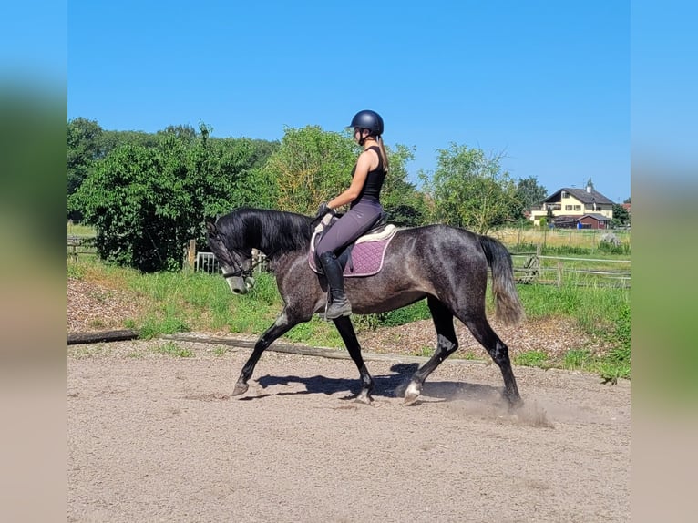 PRE Mestizo Yegua 4 años 158 cm Musgo marrón in Karlshuld