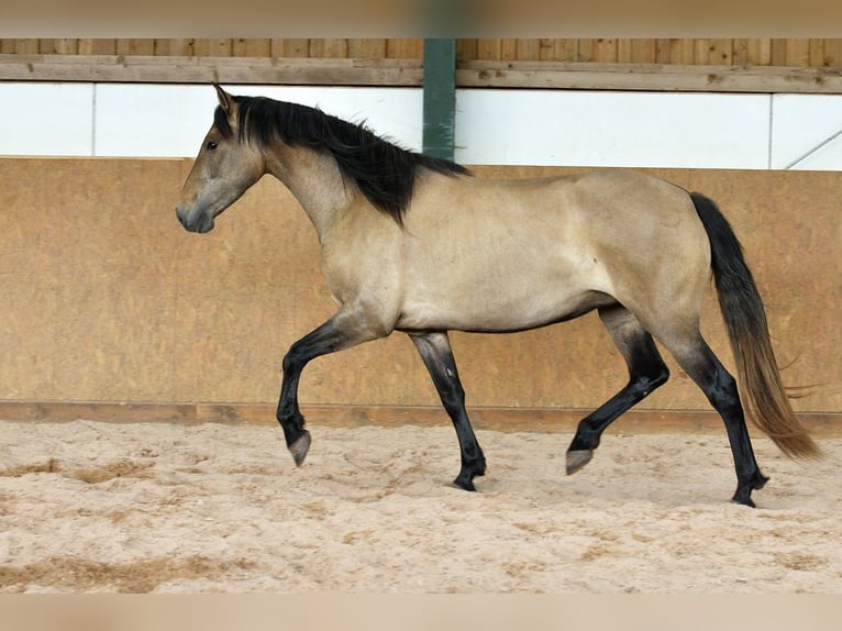 PRE Mestizo Yegua 4 años 159 cm Tordo in Waldhölzbach