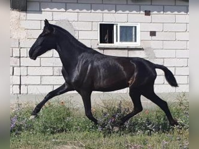 PRE Mestizo Yegua 4 años 160 cm Negro in Madrid