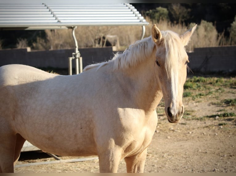 PRE Mestizo Yegua 4 años 160 cm Palomino in Valencia