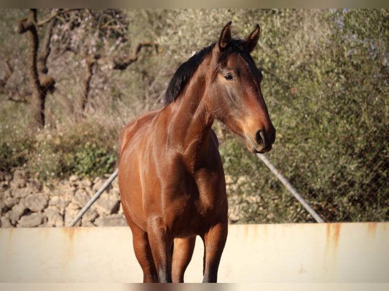 PRE Mestizo Yegua 4 años 160 cm Palomino in Valencia