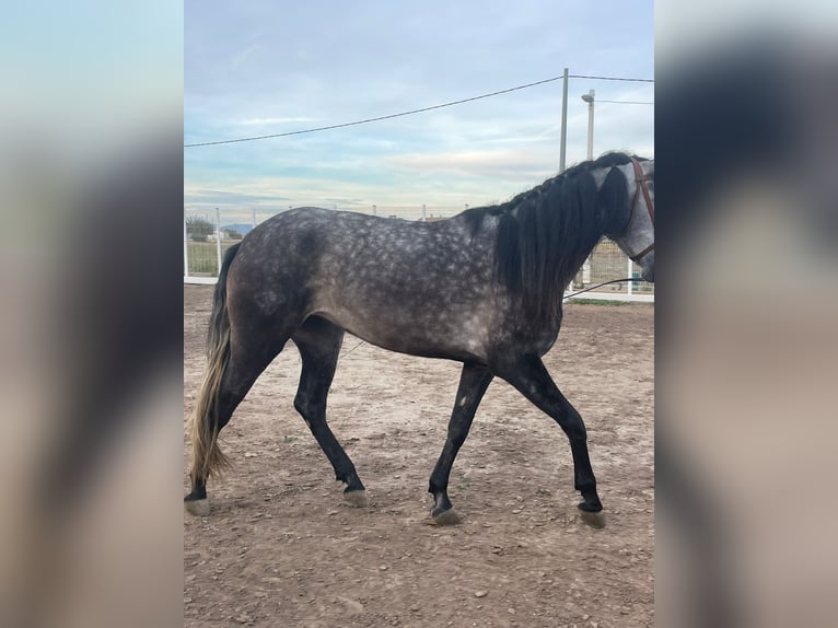 PRE Mestizo Yegua 4 años 160 cm Tordo rodado in Valencia