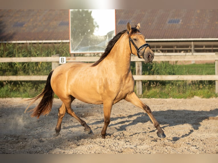 PRE Yegua 4 años 161 cm Buckskin/Bayo in Hartwerd
