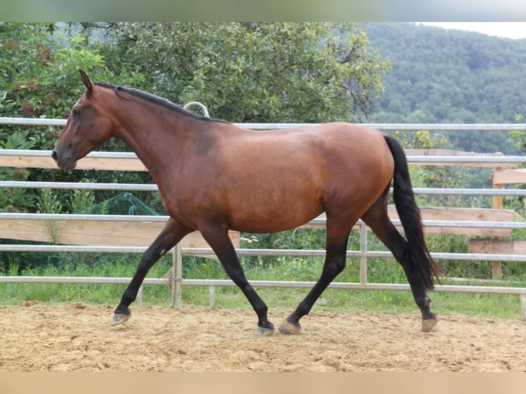 PRE Mestizo Yegua 4 años 161 cm Castaño in Brauweiler