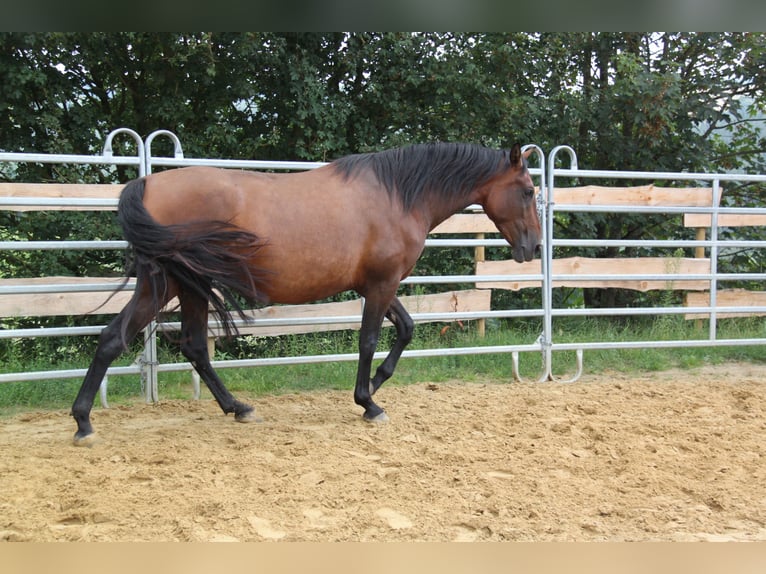 PRE Mestizo Yegua 4 años 161 cm Castaño in Brauweiler