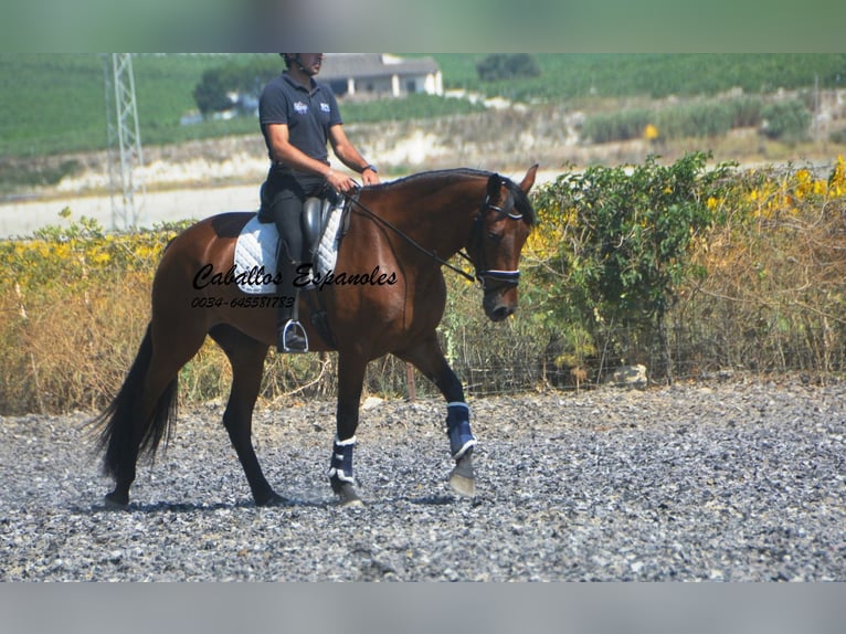 PRE Mestizo Yegua 4 años 161 cm Castaño in Vejer de la Frontera