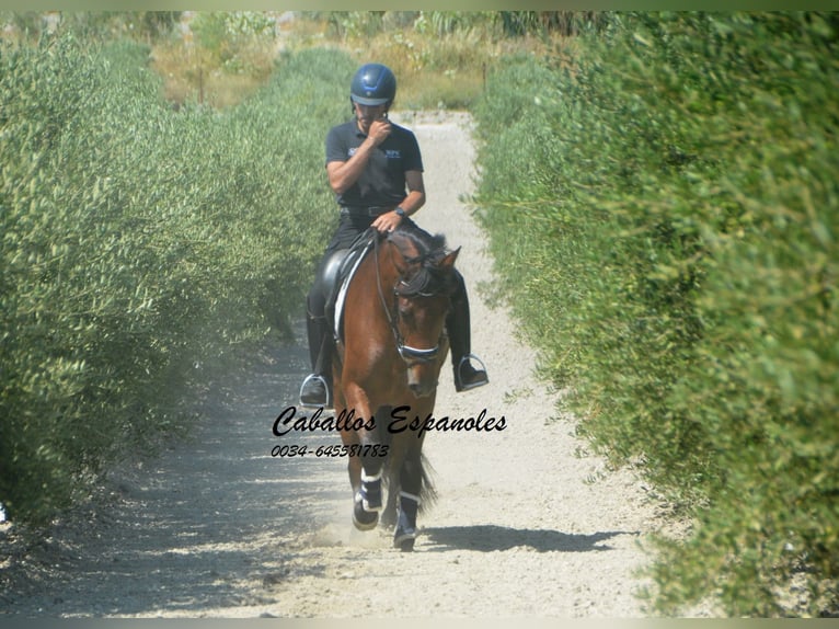 PRE Mestizo Yegua 4 años 161 cm Castaño in Vejer de la Frontera