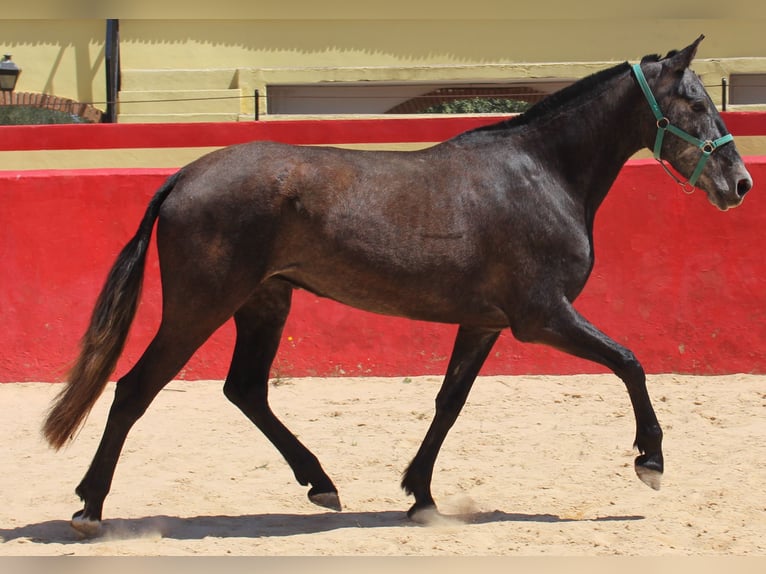 PRE Mestizo Yegua 4 años 161 cm Tordo in Rafelguaraf