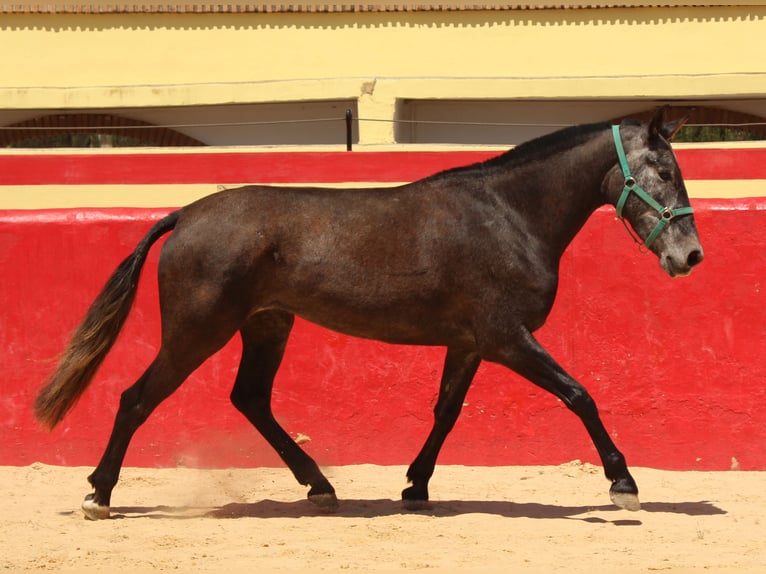 PRE Mestizo Yegua 4 años 161 cm Tordo in Rafelguaraf