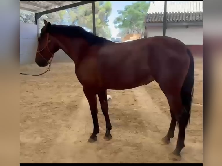 PRE Yegua 4 años 162 cm Castaño in Vejer de la Frontera