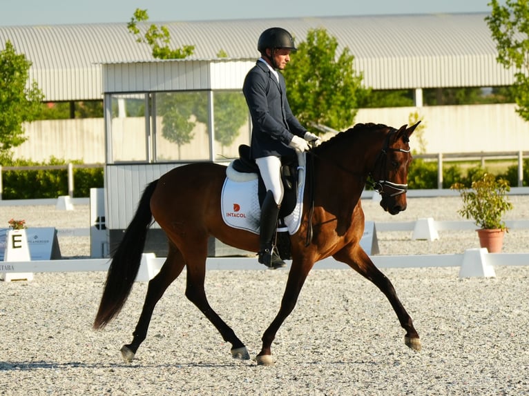 PRE Mestizo Yegua 4 años 162 cm Castaño in Madrid