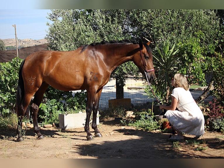 PRE Mestizo Yegua 4 años 162 cm Castaño in Madrid