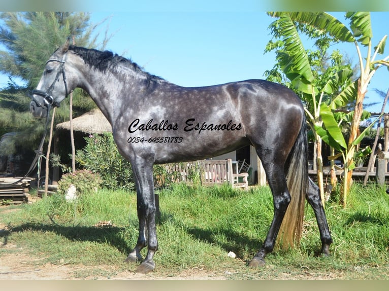 PRE Yegua 4 años 162 cm Tordo rodado in Vejer de la Frontera