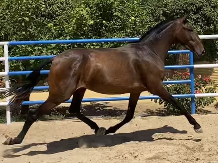 PRE Yegua 4 años 163 cm Castaño oscuro in Fuentes De Andalucia
